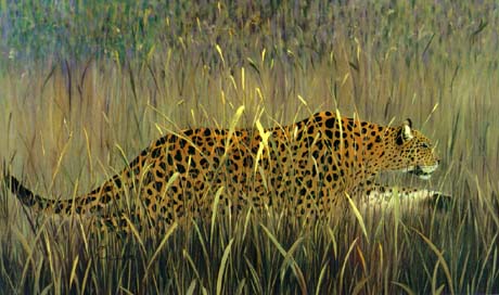 Leopard in The Grass