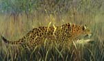 Leopard In The Grass